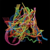 Capa do artigo Perpetual Morphosis - CD