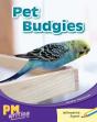 Pet Budgies - Preview