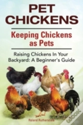 Pet Chickens. Keeping Chickens As Pets.