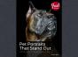 Pet Portraits That Stand Out - Preview