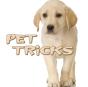 Pet Tricks - Preview
