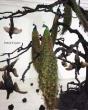 Petah Coyne - Preview