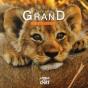 Petit Lion - Preview