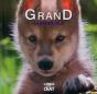 Petit Loup - Preview