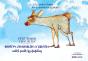 Petit Renne A Peur De Tout (Bilingue Français-Arménien) - Preview