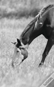 Capa do artigo Petite Equine Journal