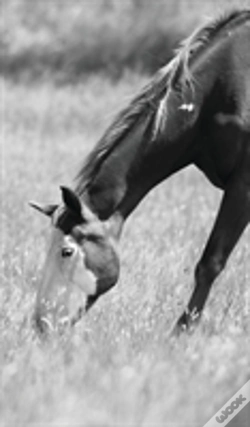 Capa do artigo Petite Equine Journal