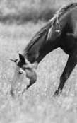 Petite Equine Journal