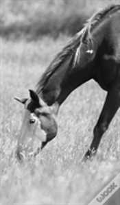 Capa do artigo Petite Equine Journal