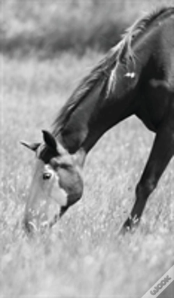 Capa do artigo Petite Equine Journal