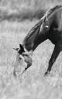 Petite Equine Journal - Preview