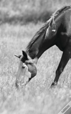 Capa do artigo Petite Equine Journal