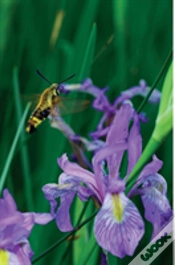Capa do artigo Petite Wild Blue Iris Journal