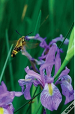 Capa do artigo Petite Wild Blue Iris Journal