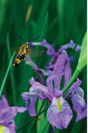 Petite Wild Blue Iris Journal - Preview