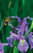 Petite Wild Blue Iris Journal