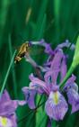 Petite Wild Blue Iris Journal - Preview
