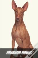 Pharaoh Hound