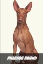 Pharaoh Hound - Preview