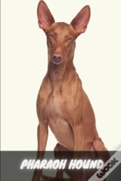 Pharaoh Hound