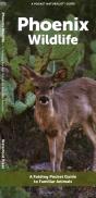 Phoenix Wildlife - Preview