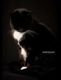 Photocat. - Preview