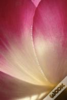 Phyla Of Joy