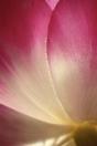 Phyla Of Joy - Preview