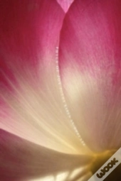 Phyla Of Joy