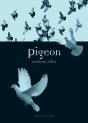 Pigeon - Preview