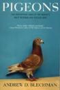 Pigeons - Preview