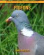 Pigeons - Preview