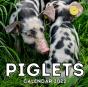 Piglets Calendar 2022 - Preview