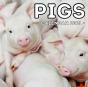 Pigs Calendar 2021 - Preview