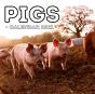 Pigs Calendar 2021 - Preview