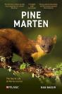 Pine Marten - Preview