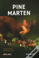 Pine Marten