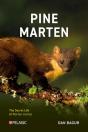 Pine Marten - Preview