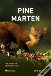 Pine Marten