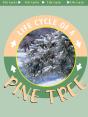Pine Tree - Preview
