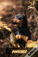 Pinscher
