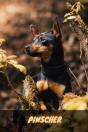 Pinscher - Preview