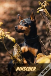 Capa do artigo Pinscher