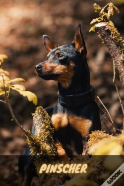 Capa do artigo Pinscher