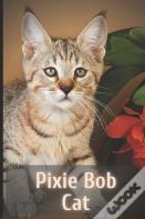 Pixie Bob Cat