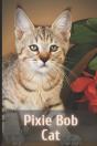 Pixie Bob Cat - Preview