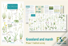 Plant Identification For Phase 1 Habitat Survey: Grassland And Marsh