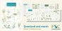 Plant Identification For Phase 1 Habitat Survey: Grassland And Marsh - Preview