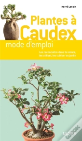 Plantes A Caudex