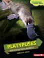 Platypuses - Preview